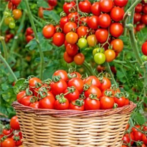 Tomatoes